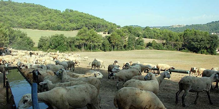 Ramat d'ovelles de Cal Serrats