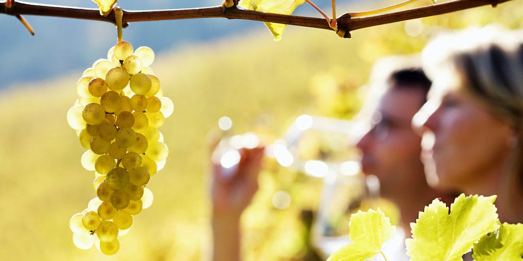 <p>El <em>xarel·lo</em> es una uva excelente para producir cava y vino blanco.</p>